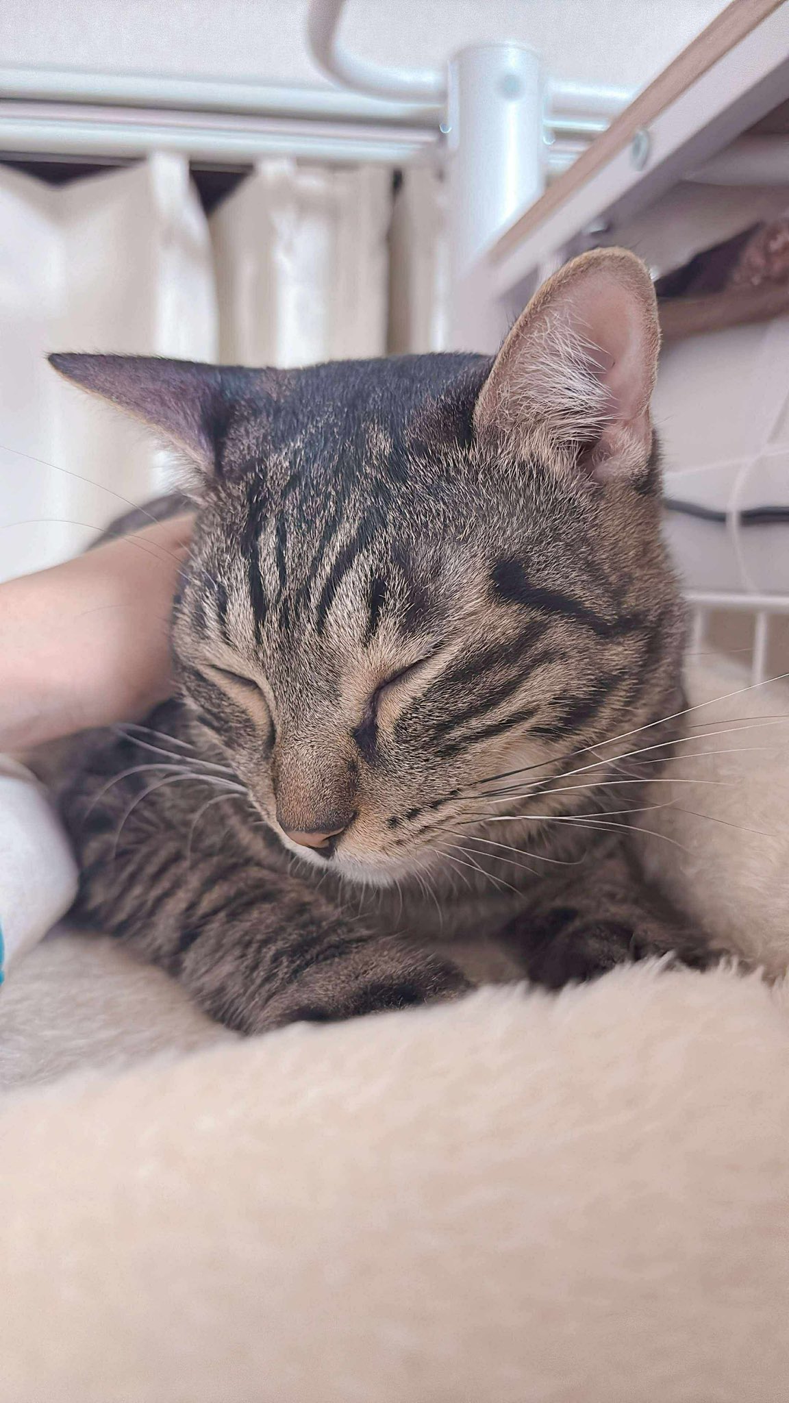とらねこ✩プロフィール確認お願いします✩ ぬ？