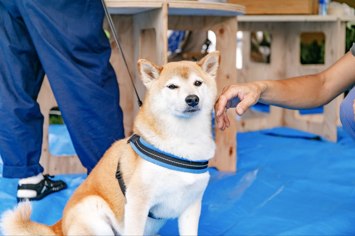 PYRAMID GARDEN tweet media