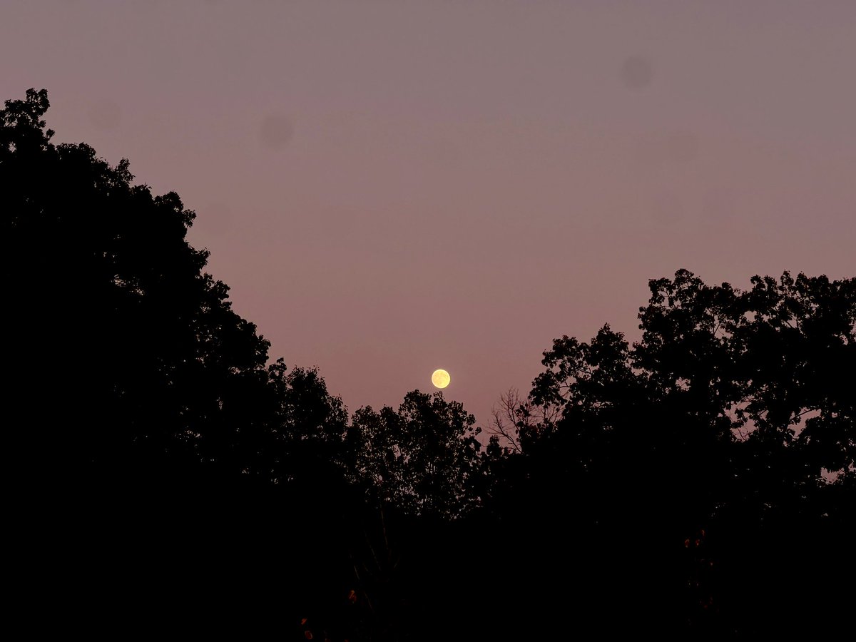 YelllingcAt's tweet image. 