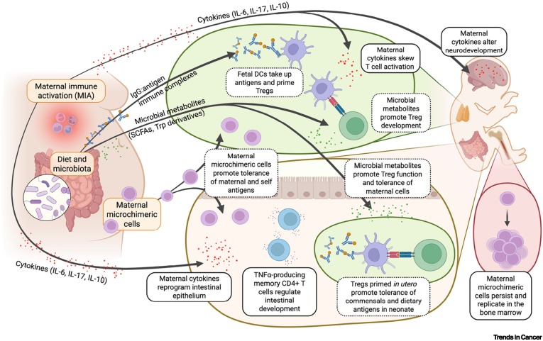 A mother's touch: microbial guardians of early immune imprinting dlvr.it/TNVMYZ #immunology
