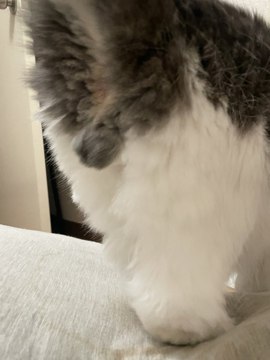 maro×②♡♡ ☆ドイツ発*ZARA*新作*ウールコート/MINK☆ (ZARA/コートその他