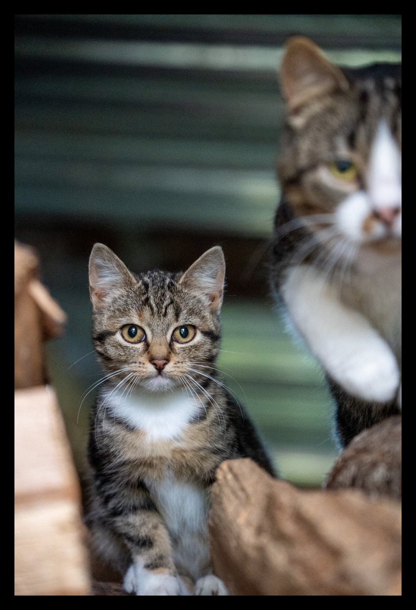 Nedēļas nogale laukos 😽