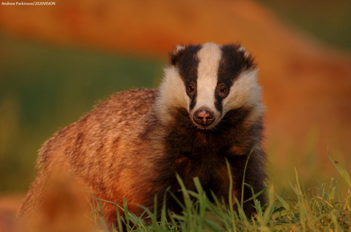 The Wildlife Trusts tweet media