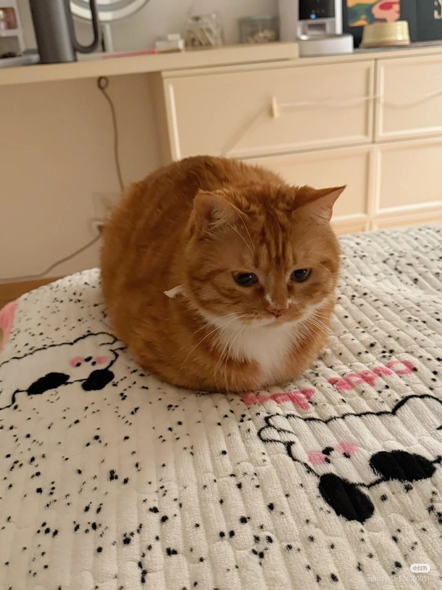 nocontextscats's tweet photo. Loafing �� https://t.co/UPHmDV7v6K