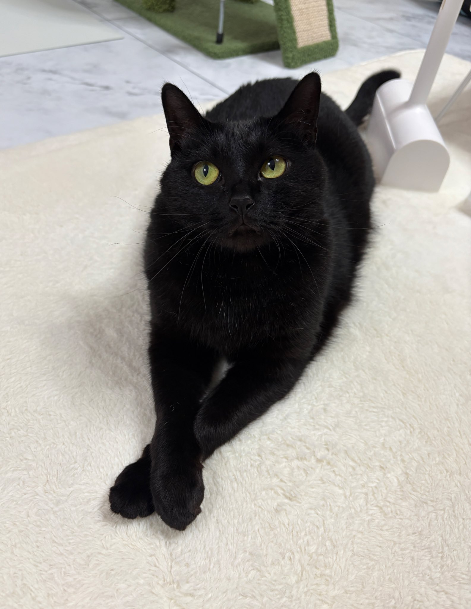 【黒猫】 📣🐈‍⬛ 作品集『黒猫と首輪』玄光社より12月18日発売📘 Amazon