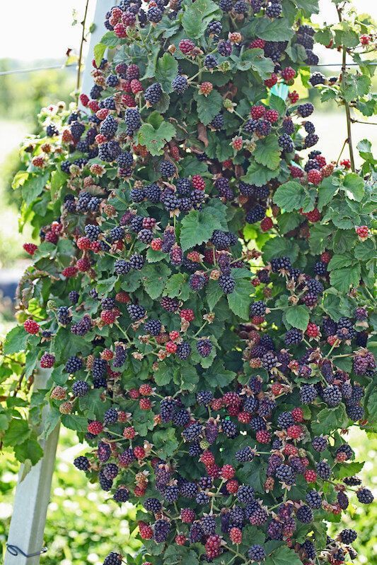 #nature  Great harvest season 🫐🍇