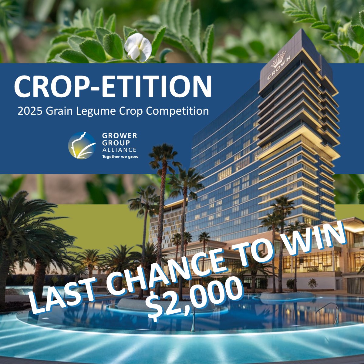🌱 #Cropetition EXTENDED🌾
With so many trying legumes for the first time in small paddocks GGA has reduced the area requirement to 35ha for entries to the 2025 Grain Legume Crop Competition. 
Pit your self against legume leaders for your chance to WIN a $2000 Crown Perth gift