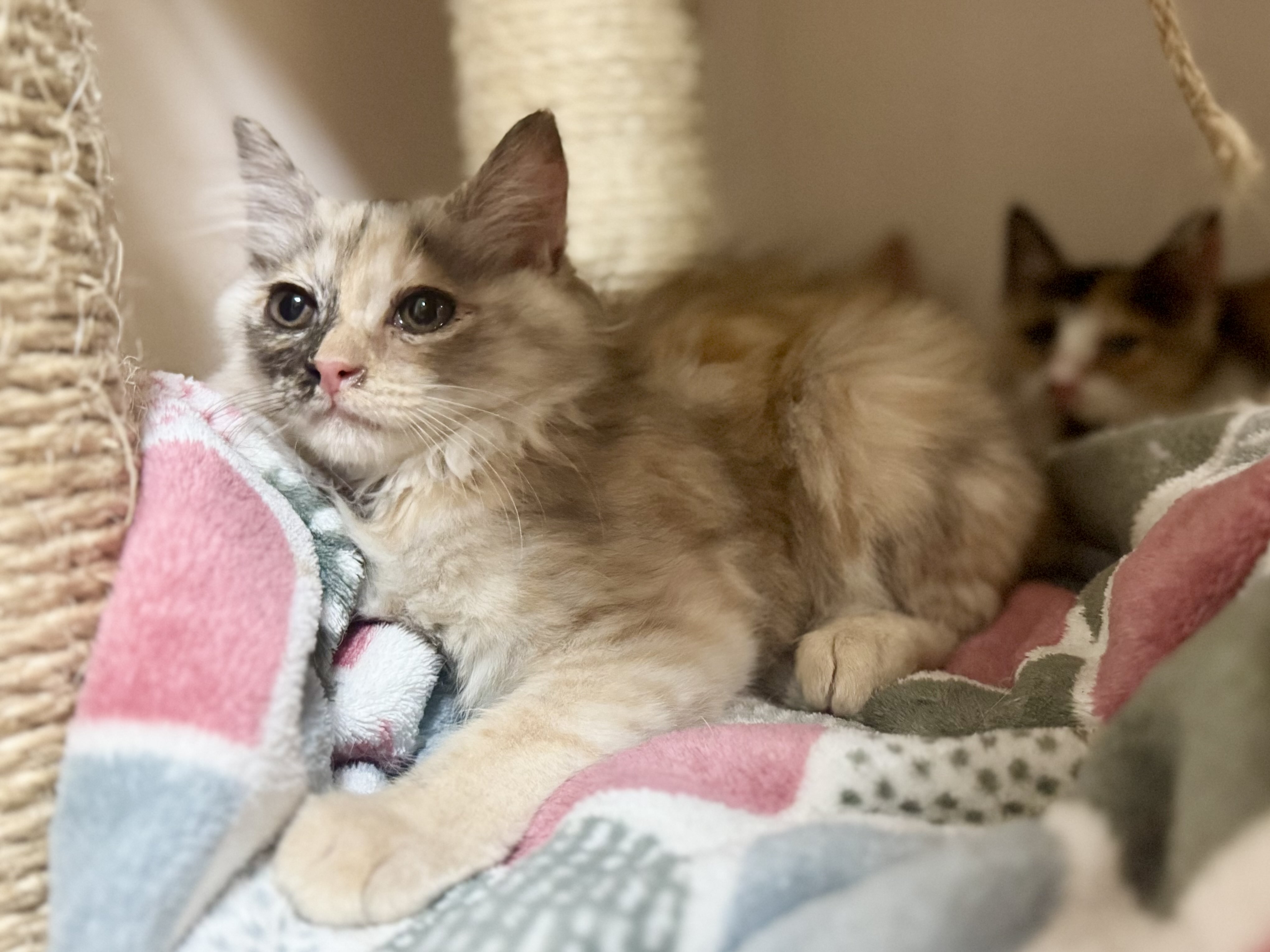 HIMA♡パリの街並みウィンドウショッピング猫ちゃん HIMA♡パリの街並みウィンドウショッピング猫ちゃん ネコ