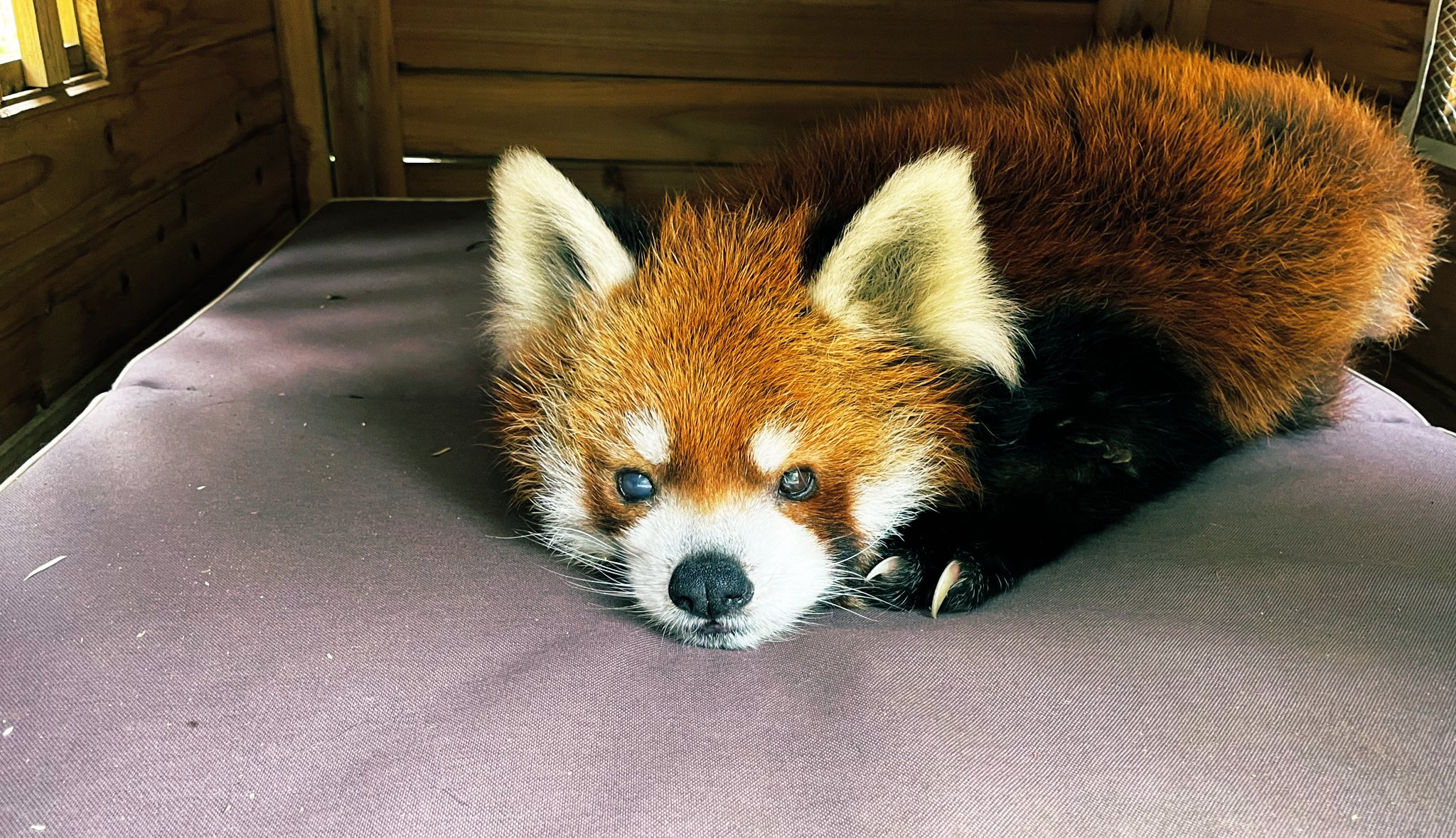 【レッサーパンダ】【2点まとめ】 二足で歩けるよレッサーパンダ・デールの小さな物語 | 石井 理恵