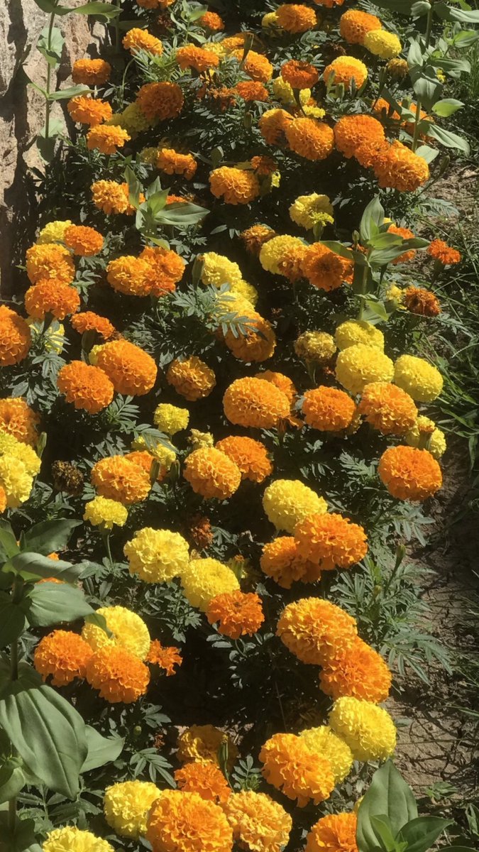 Günaydın 🌼