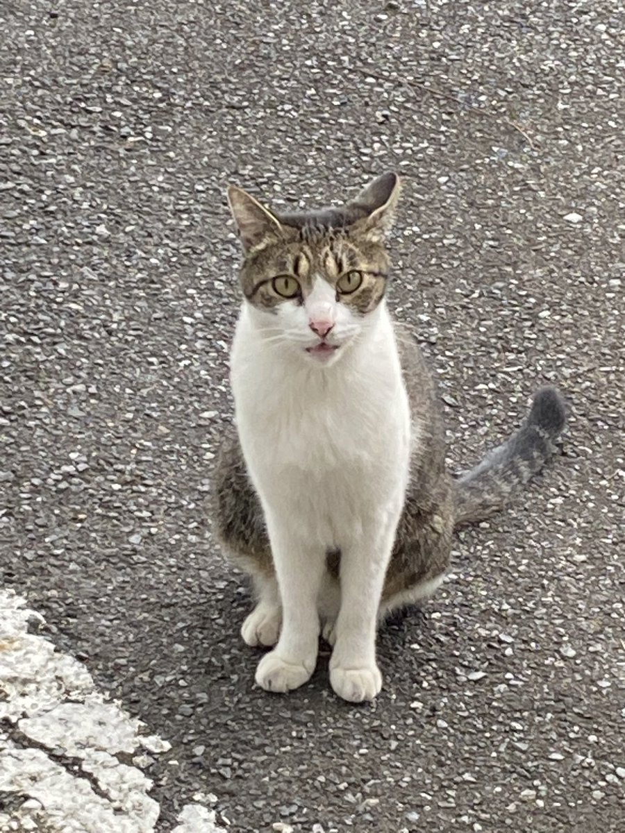 Qoo13598889's tweet image. 最近よく見かける子🐈
警戒心ゼロ(⌒-⌒; )
呼ぶと来るし触れる
キレイだから、たぶんどこかのお家の子かと思われる…
#外猫 
『雨降ってきたからお家に帰りな』が
通じた⁉️