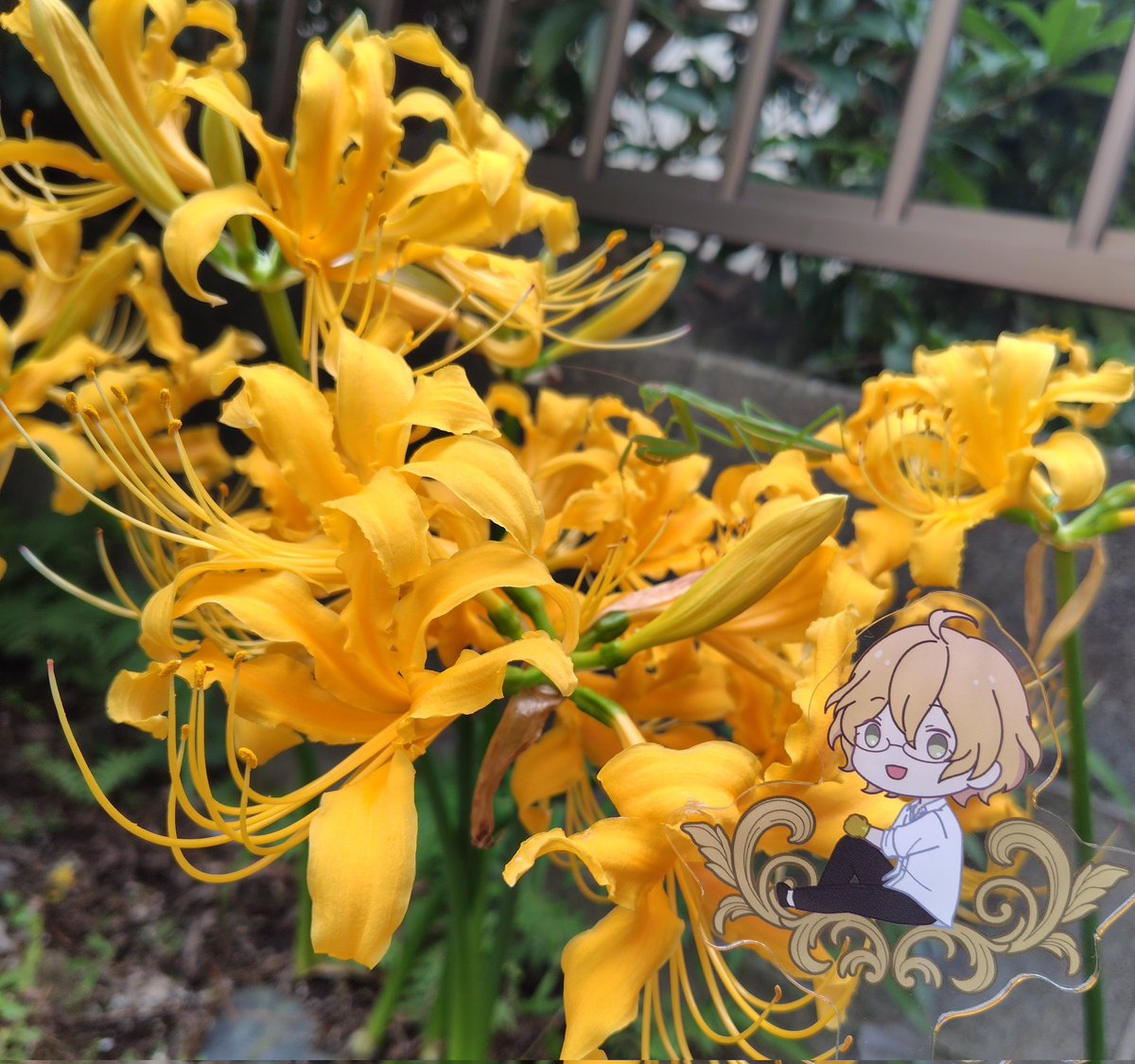 庭の黄色い彼岸花が綺麗に咲いてた。
のと、アクリルスティックを始めて使った。
実はカマキリさんが花の上にいる。