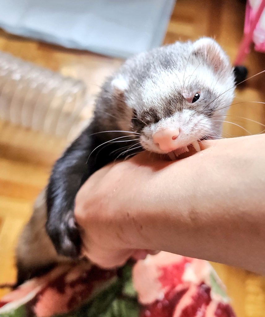 はるきち (@harunyan0309) / Posts / X