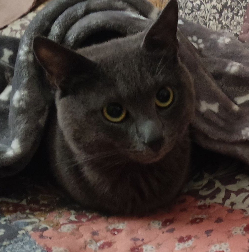 наполегливо прошу закрити банку, сьогодні треба всіх обійти і нагодувати 

на всіх не було не знаю скільки днів, такими темпами вони перетворяться на сухариків 😵‍💫

send.monobank.ua/jar/97Qw78NSuk
pp igorhorobetz@gmail.com 

і на кошенят треба корм
send.monobank.ua/jar/itsbx3h3o