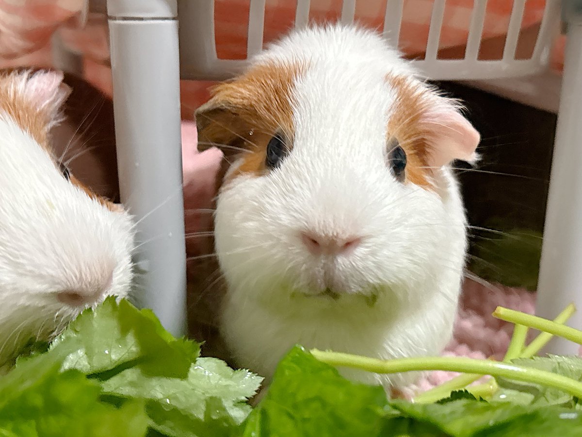 햄콩몽(몽찌 임보중) tweet media