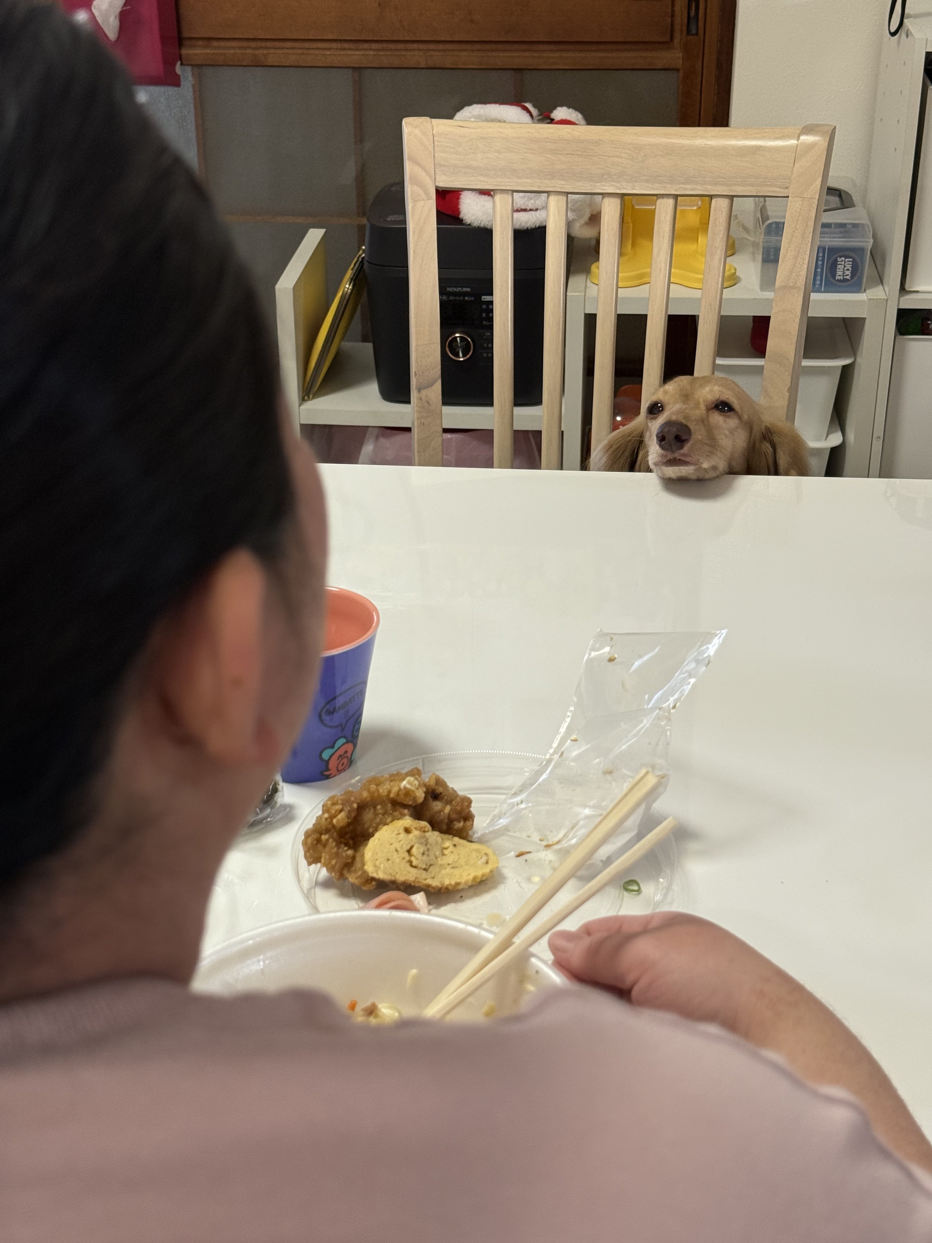 さーちゃんページ 🐶ほんわか姉妹🐶 (@siawase1717) / X