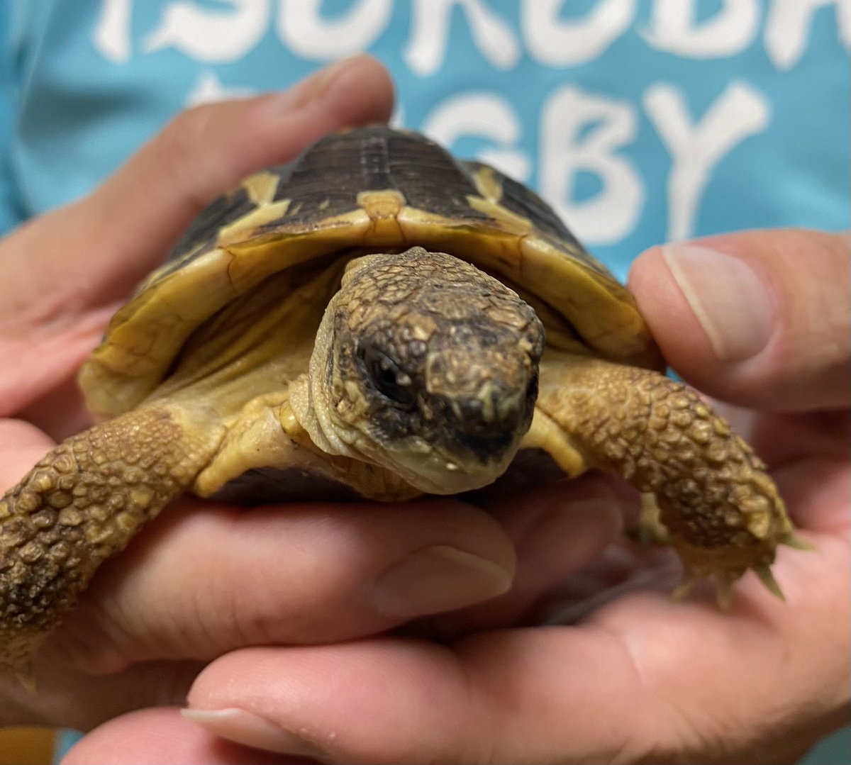 RCgVGTAjkRf6bQT's tweet image. 今日は休日だったから、
ゆっくりお世話！
びーくん🐢、つよしくん🦎と…
いつも仕事でバタバタでゆっくり触れ合えないから、今日は良かった♪

#ニシヘルマンリクガメ
#ニシアフリカトカゲモドキ
#ファインレプタイルズ