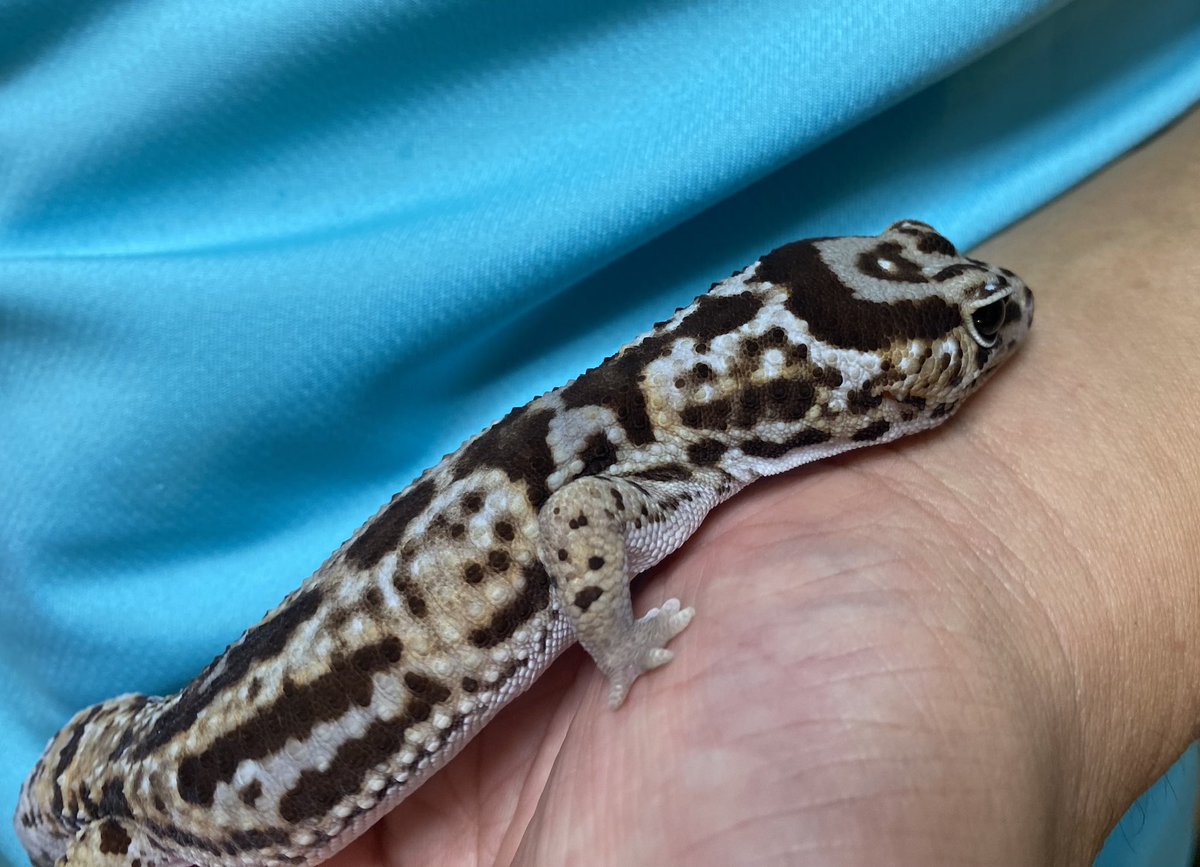 RCgVGTAjkRf6bQT's tweet image. 今日は休日だったから、
ゆっくりお世話！
びーくん🐢、つよしくん🦎と…
いつも仕事でバタバタでゆっくり触れ合えないから、今日は良かった♪

#ニシヘルマンリクガメ
#ニシアフリカトカゲモドキ
#ファインレプタイルズ