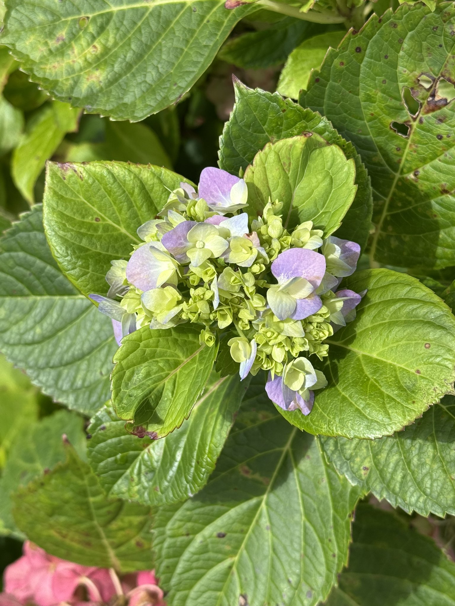 corsa（コルサ）とどこまでも 10.5弘前 10.18柴又 11.15-16太秦