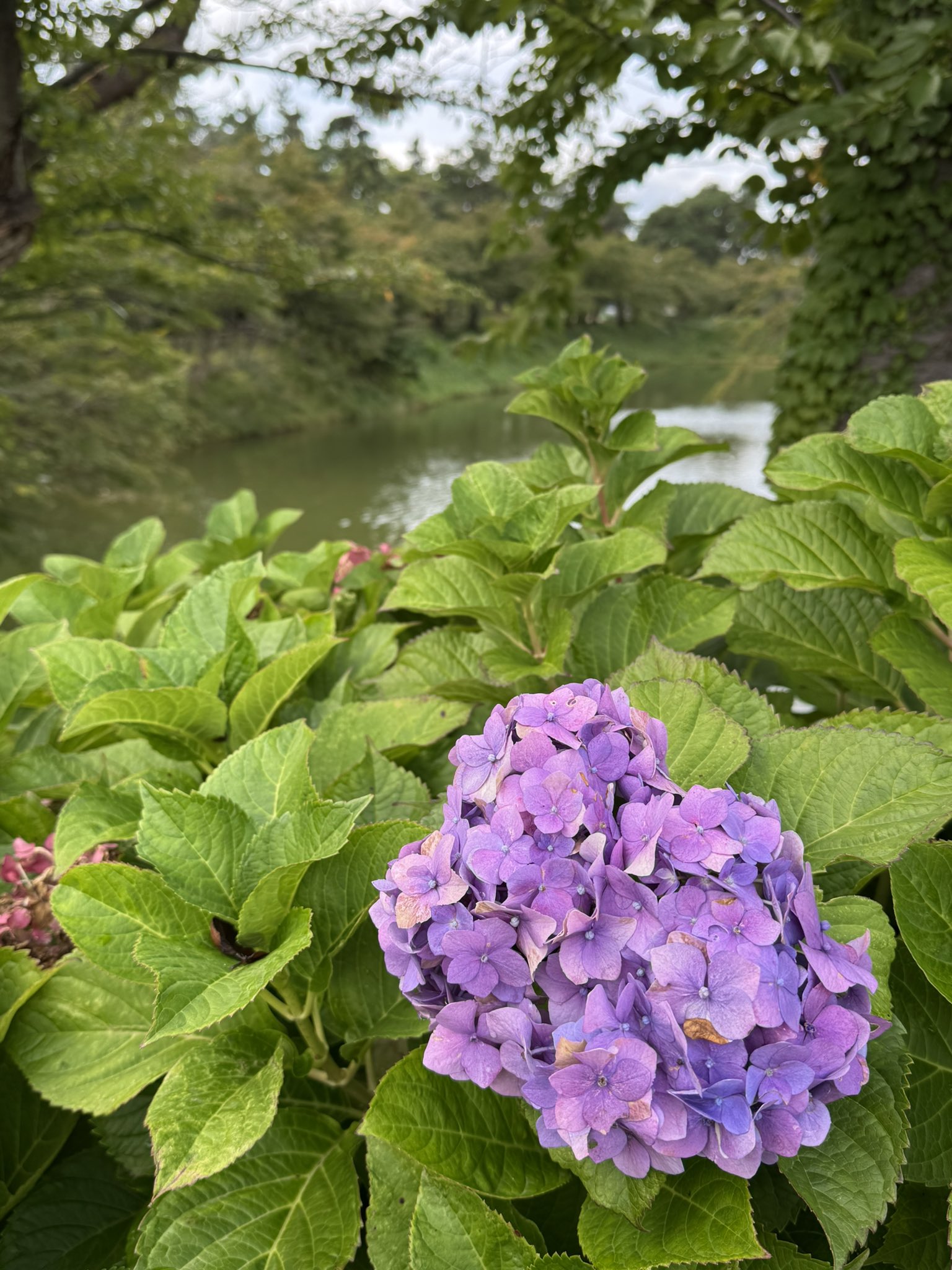 のこのこ。紫陽花リクエスト７点 corsa（コルサ）とどこまでも 10.5弘前 10.18柴又 11.15-16太秦