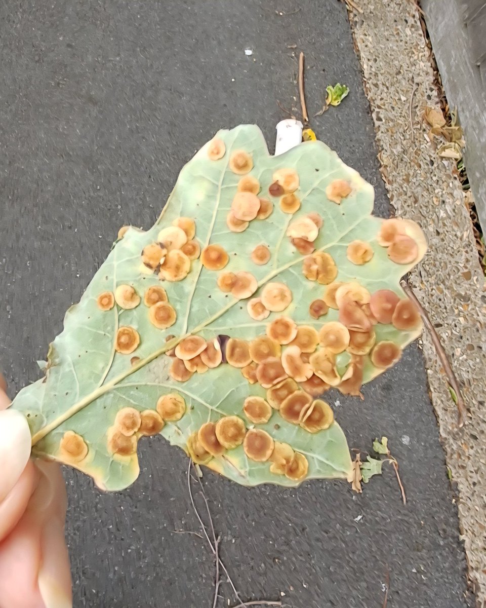 I found this leaf on the pavement, this side up, and wondered what's on it. 🤔
6th October 25