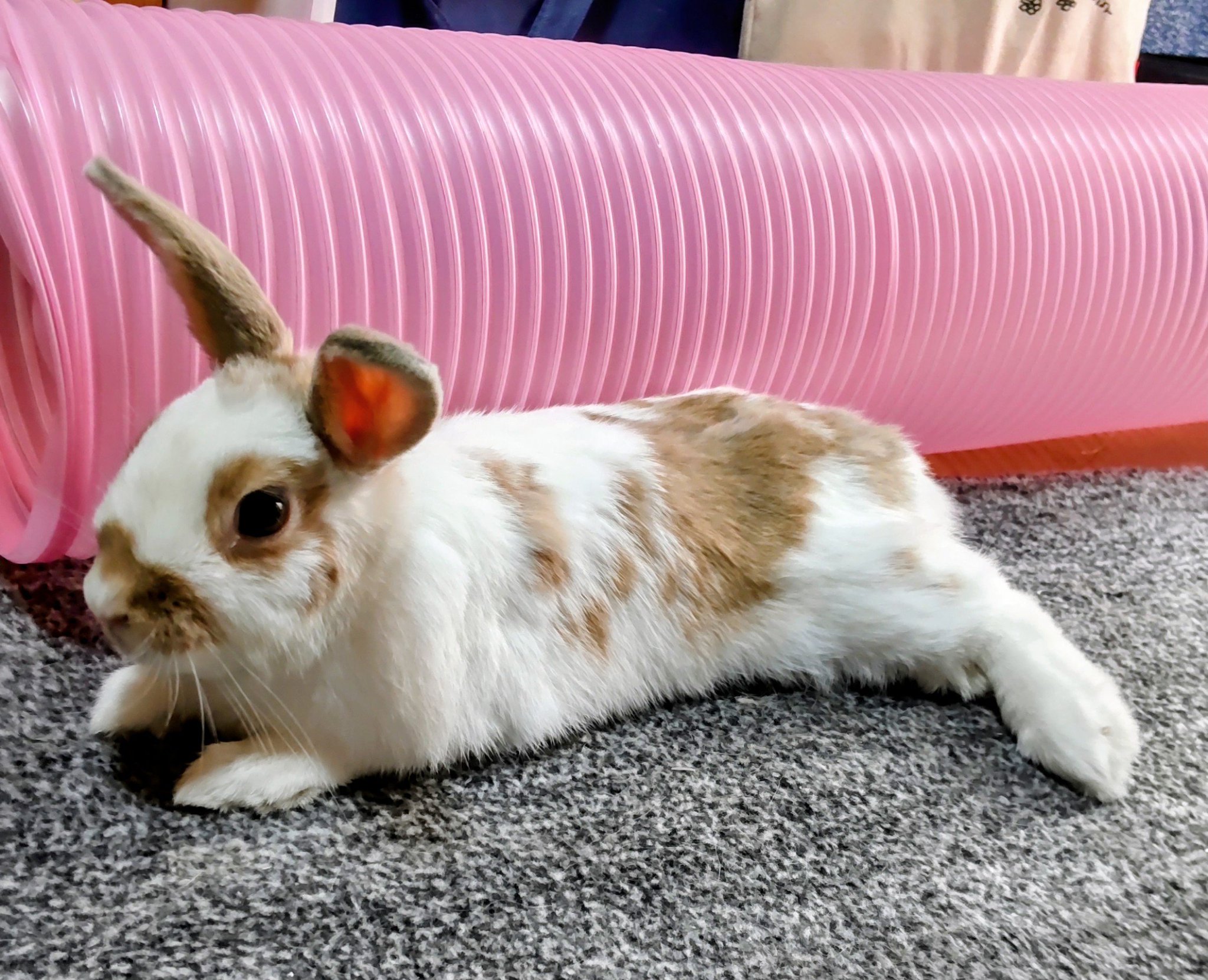 うさぎ様　オーダー うさぎのアッシュ on X: 