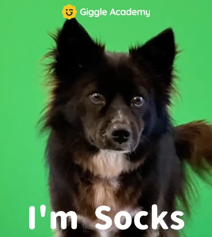 $SOCKS is officially on paw-trol at <a href="/GiggleAcademy/">Giggle Academy</a>  🐾

four.meme/token/0x8ec328…