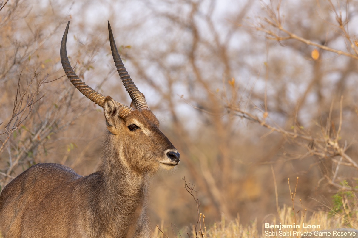 SabiSabiReserve's tweet photo. This majestic male #waterbuck positioned himself perfectly on a raised embankment, bringing him right to eye level. Bathed in the warm glow of the afternoon light, the scene created an ideal moment for capturing some truly striking photographs. https://t.co/9rJekkpE5g