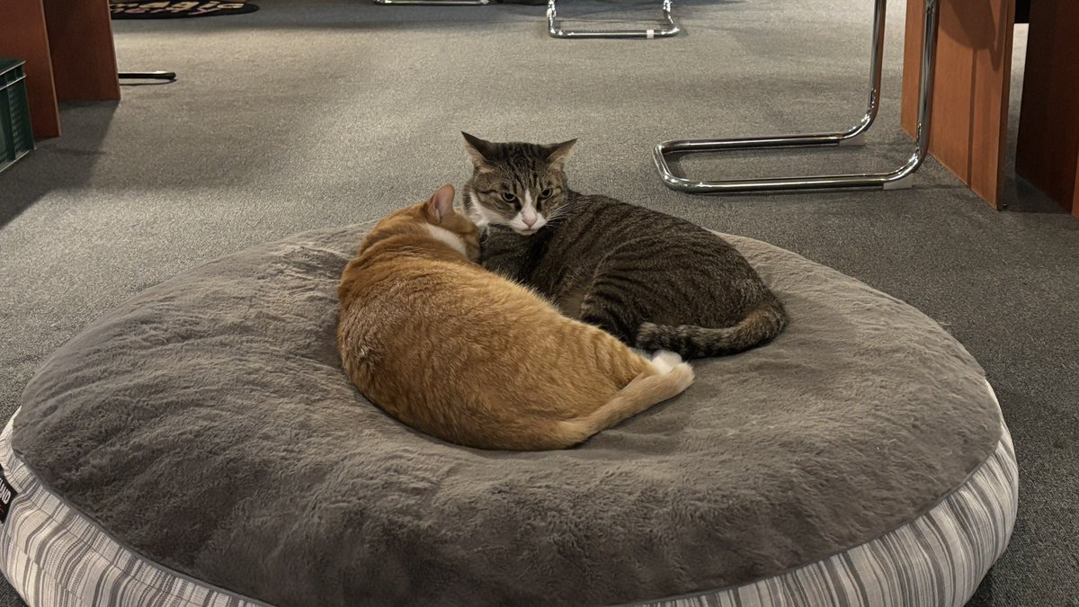 wo_nn_'s tweet photo. 대구는 고양이가 많은 천국이구나🐈🐈‍⬛🪽 https://t.co/n6hb6kXz2g