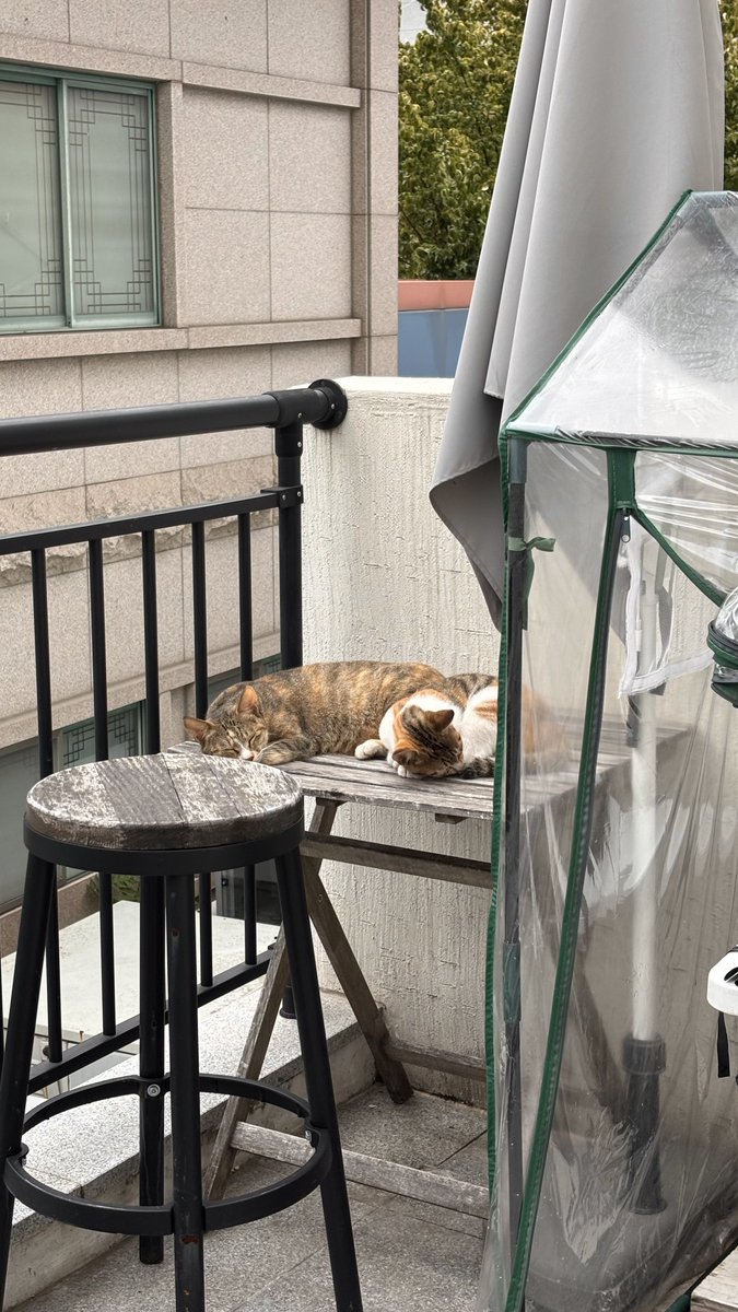 wo_nn_'s tweet photo. 대구는 고양이가 많은 천국이구나🐈🐈‍⬛🪽 https://t.co/n6hb6kXz2g