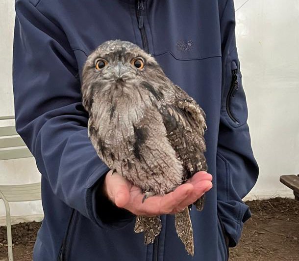 Whe is an ow not an owl?!! When it’s a Tawny Frogmouth Owl! #OwlishMonday #owlimposter 🦉🐸