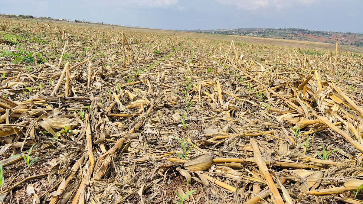 EricRukebesha's tweet photo. Farming is a business ,and every business needs protection.
Agricultural insurance helps farmers recover from losses caused by droughts, floods, or pests.
Let’s make resilience part of every farm plan.
#Agriculture #FarmersFirst #ResilientFarming #AgriInsurance https://t.co/Jn4N2aWixx