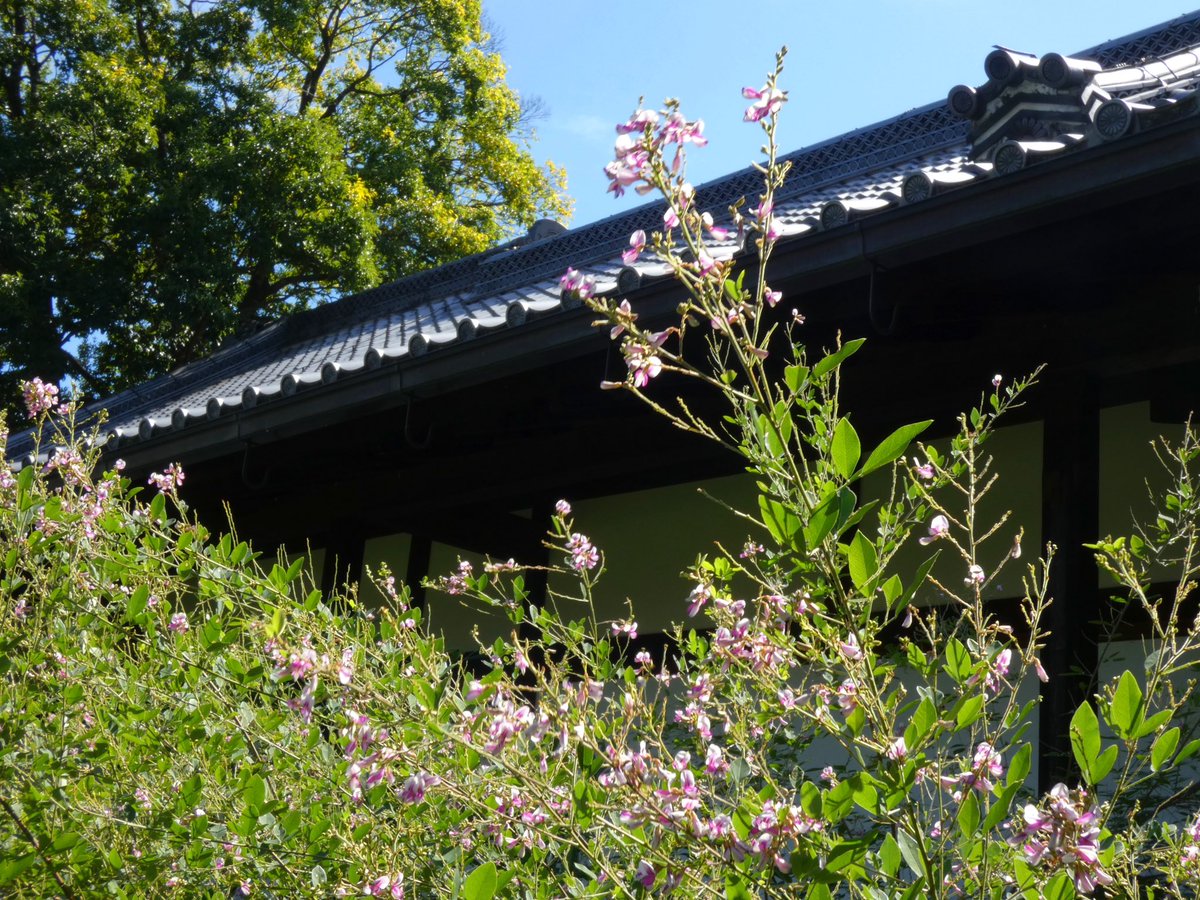 gyoen_info's tweet photo. 閑院宮邸跡庭や凝華洞跡などでハギが見ごろを迎えました✨
訪花したキタキチョウの黄色との調和も愛らしく。同じピンク色の花でも、和らいだ日差しの元だと優しく感じられます☺️
のんびりと散策してから中秋の名月を見上げるのはいかがですか?🎑
#京都御苑
#Kyotogyoen
#ハギ
#bushclover
#秋の七草 https://t.co/ka8SOwNceu