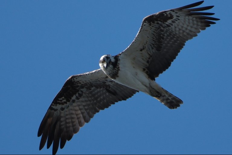 ミサゴまた真上を飛んでくれないかねぇ