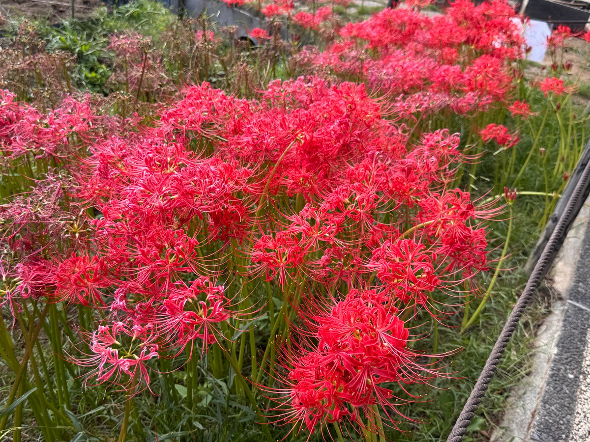 横須賀しょうぶ園 (@YokosukaSyoubu) / Posts / X