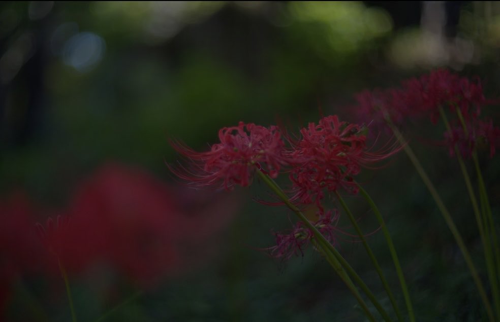 Kiyusamawaganai's tweet photo. 近所をボケモンスターと共に小一時間📷
#写真好きな人と繋がりたい
#キリトリセカイ
#オールドレンズ
#Helios40
#BMCC6K https://t.co/5hct2z29Q4