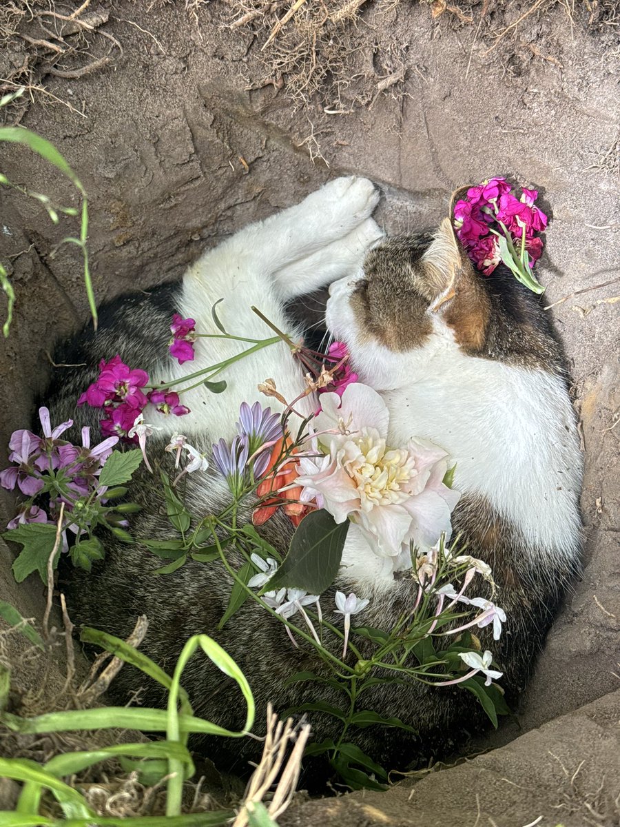 Rest in Peace Louie

18 years of love