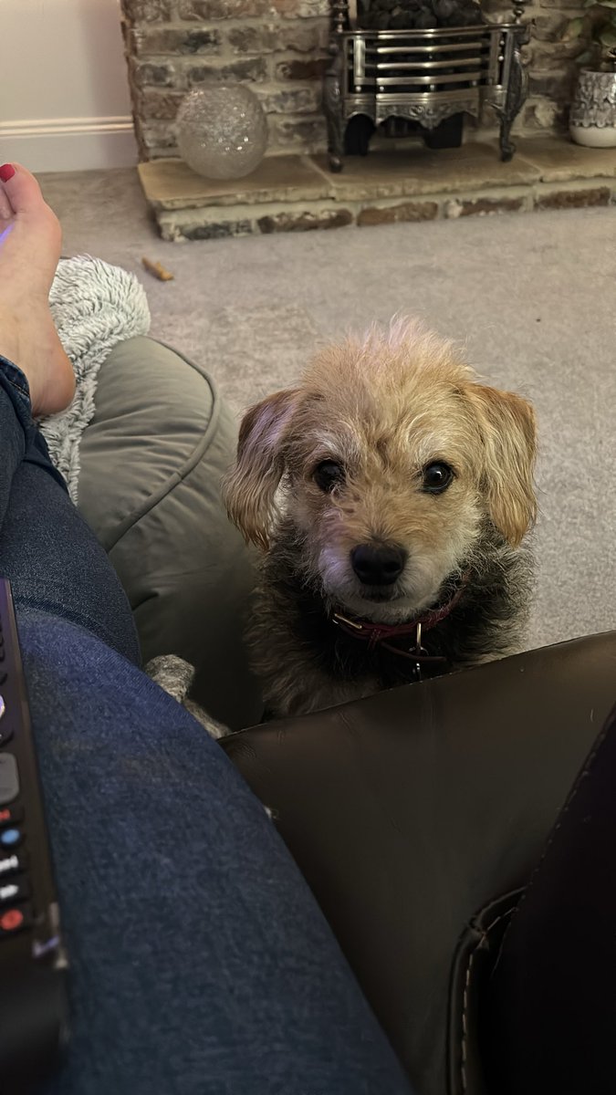 sharronmann1611's tweet image. Happy birthday sweet P 😍🥰. We love your goofiness and sweet loving heart.   ❤️ Daddy loves his princess.  #dogsoftwitter