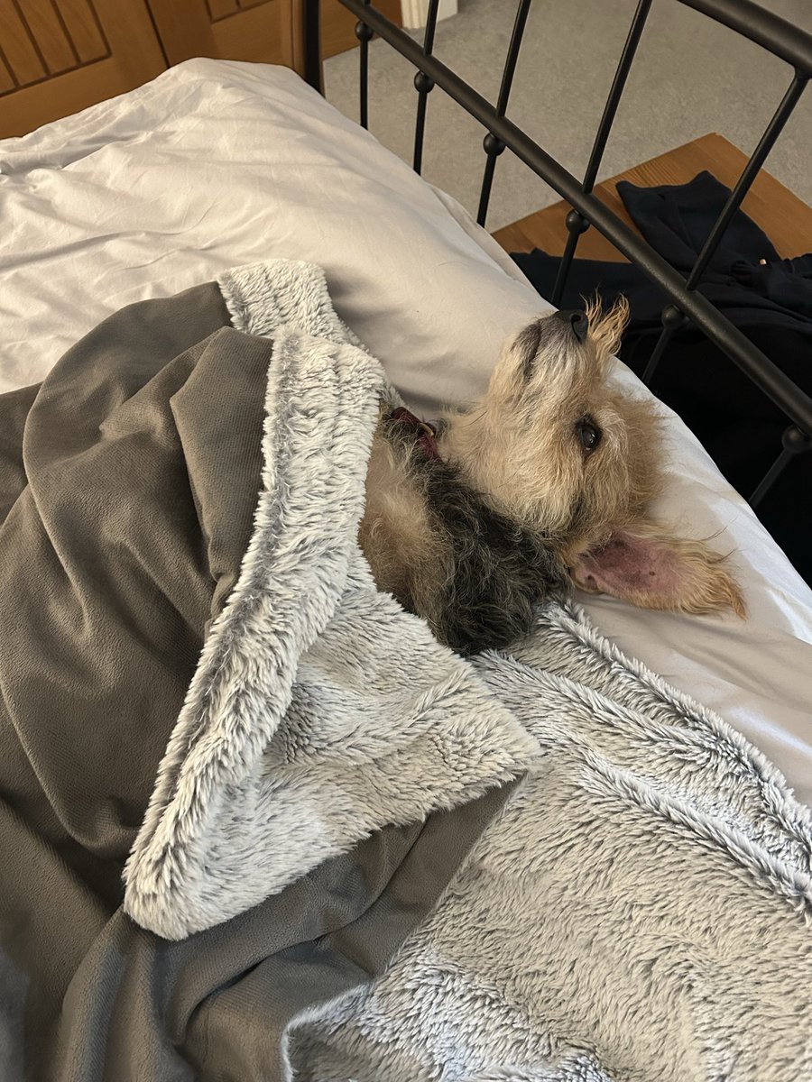 sharronmann1611's tweet image. Happy birthday sweet P 😍🥰. We love your goofiness and sweet loving heart.   ❤️ Daddy loves his princess.  #dogsoftwitter