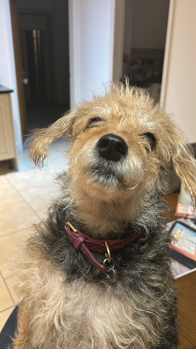 sharronmann1611's tweet image. Happy birthday sweet P 😍🥰. We love your goofiness and sweet loving heart.   ❤️ Daddy loves his princess.  #dogsoftwitter