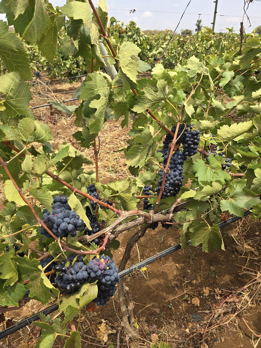 La Sambara Wines tweet media