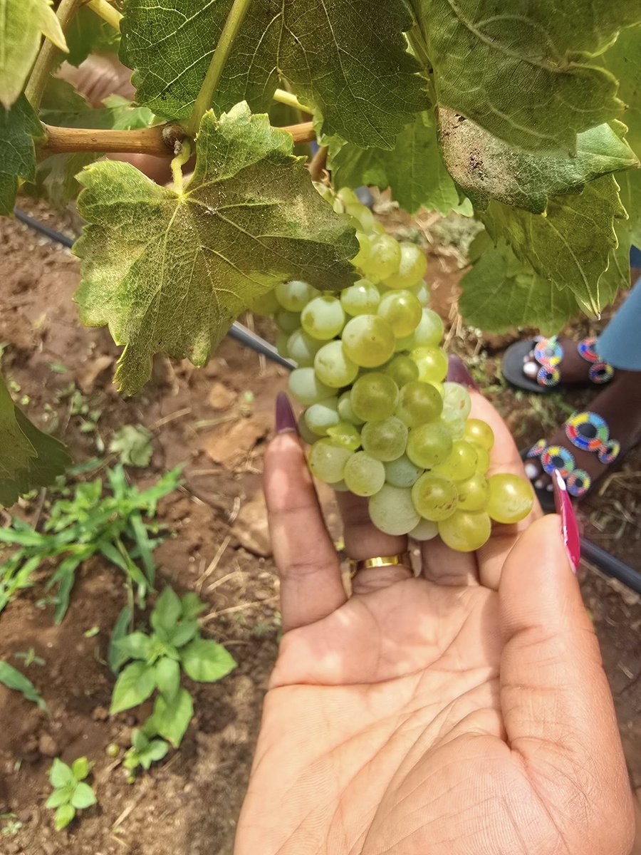 La Sambara Wines tweet media