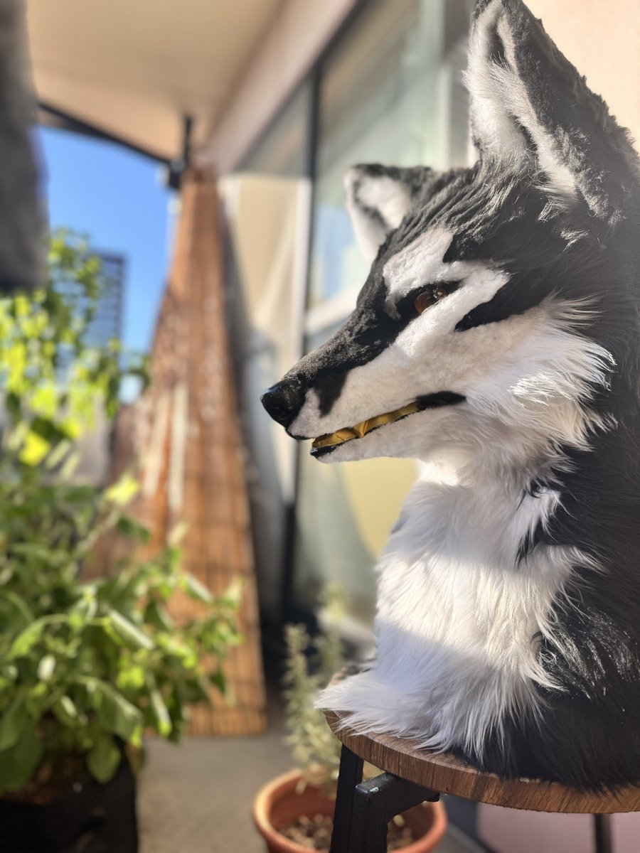 【KEMONart】にて展示販売予定です🦊📢よろしくどうぞっ
