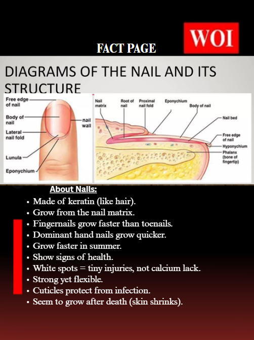wordofindia's tweet image. Nails are more than just for beauty — they protect your fingers, show your health, 
#NailFacts #HealthTips #BodyScience #WordOfIndia #WOI #BeautyFacts #Keratin #HumanBody #SelfCare #DidYouKnow #NailCare #FunFacts #ScienceFacts #HealthyLiving