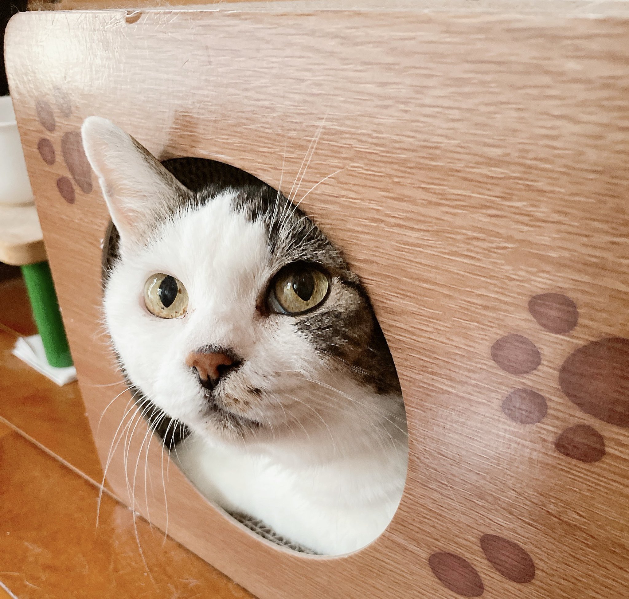 ✱つむぎ様のお世話係✱ on X: 