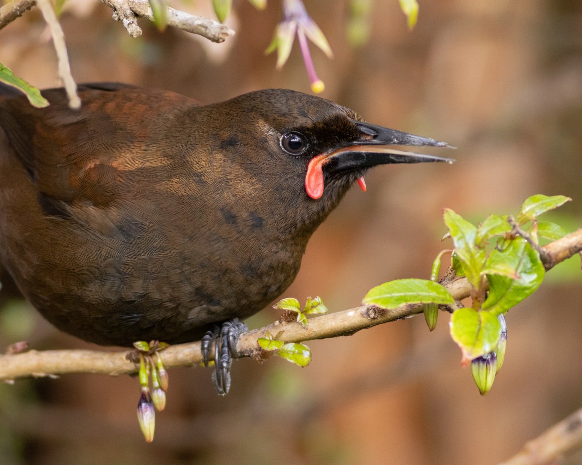 DrPaulSorrell's tweet photo. Today's yield at #OrokonuiEcosanctuary: tīeke (saddleback), kākā and Otago skink. #birdphotography #TwitterNatureCommunity #birds #nzbirds #wildlifephotography #NaturePhotography #BBCWildlifePOTD #ThePhotoHour #PhotoOfTheDay #Saddleback #OtagoSkink #Kākā #BirdsOfTwitter https://t.co/xBTdyMCujl