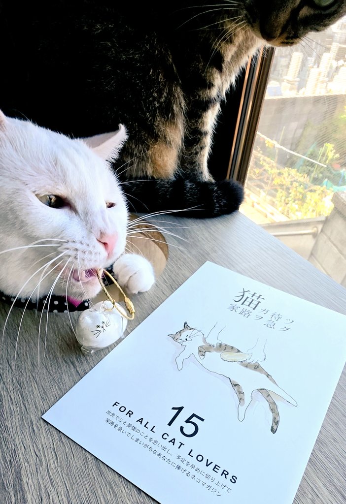 Neko Standard (@Neko_Standard) / Posts / X