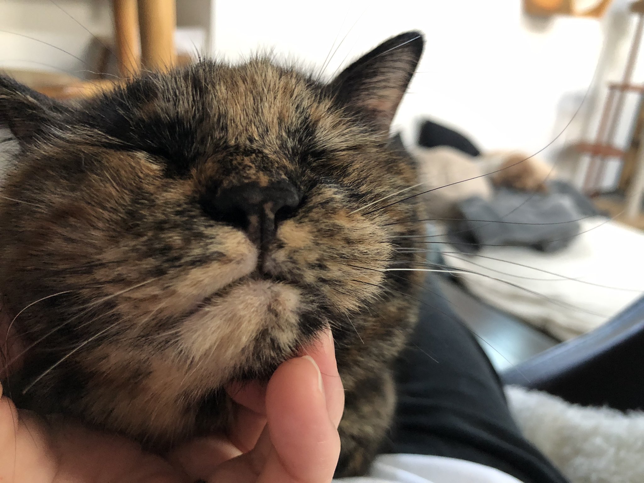 真は錆猫が好き Here's Momo, the clever tabby cat's last shampoo of 2020