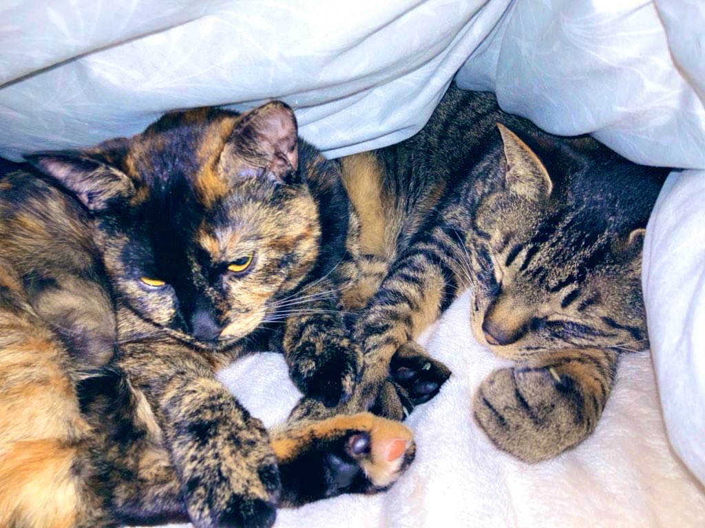 今週ぐらいから、最高でも20℃超えることもなさそうだし
明け方は10℃下回ることもあるそうなので、こたつ出しました。とりあえずふとんとしてだけ。
寒かったら潜れよ