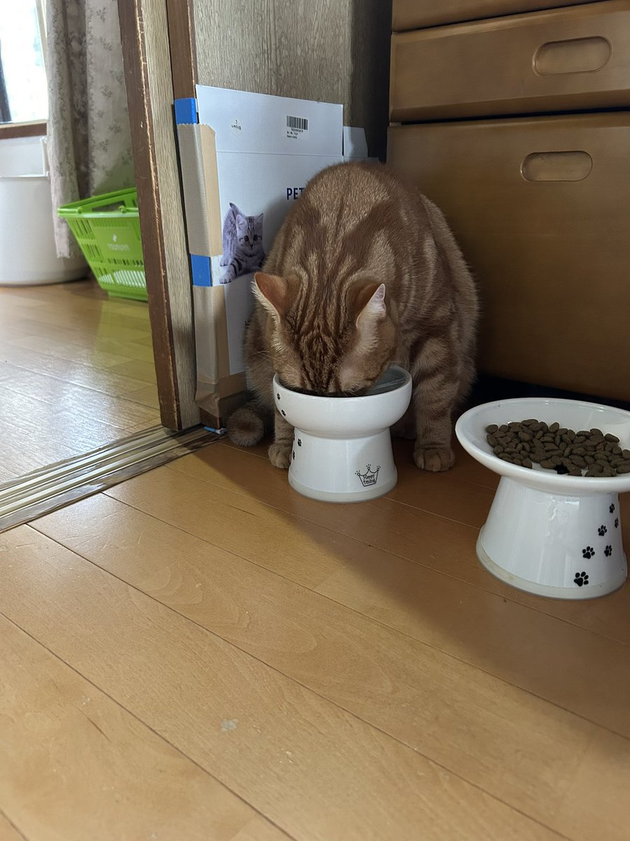 ユッケ (@yukkevg9919) / Posts / X